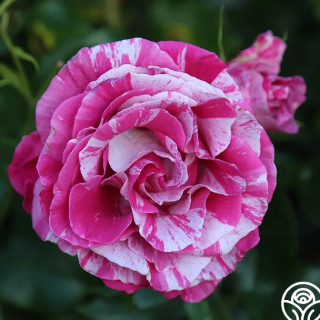 Parade Day™>Heirloom Roses New