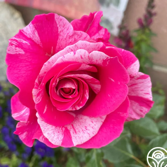 Parade Day™>Heirloom Roses New