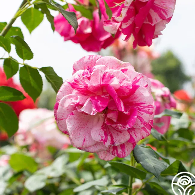 Parade Day™>Heirloom Roses New