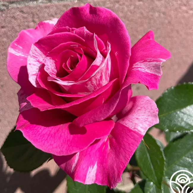 Parade Day™>Heirloom Roses New