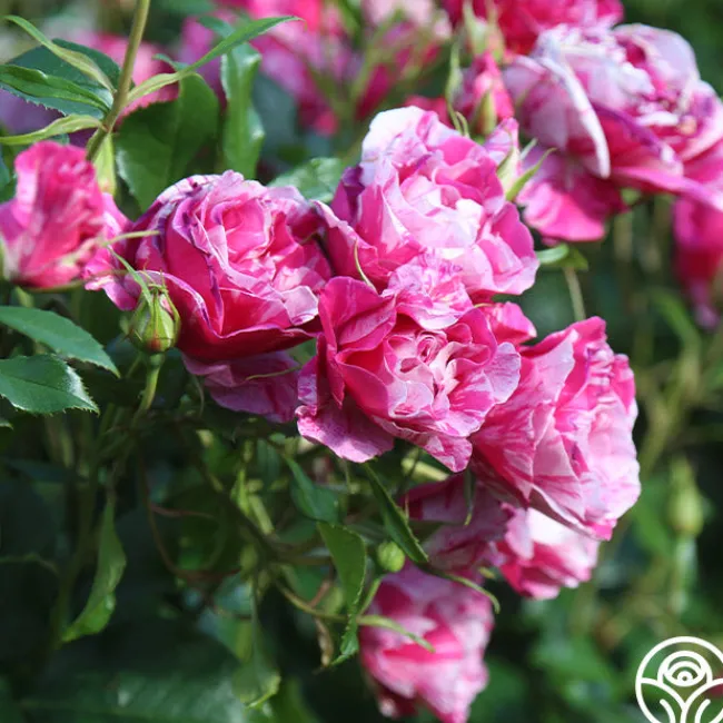 Parade Day™>Heirloom Roses New