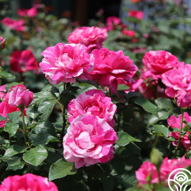 Parade Day™>Heirloom Roses New