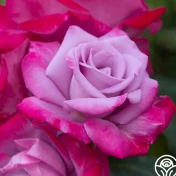 Paradise™>Heirloom Roses New