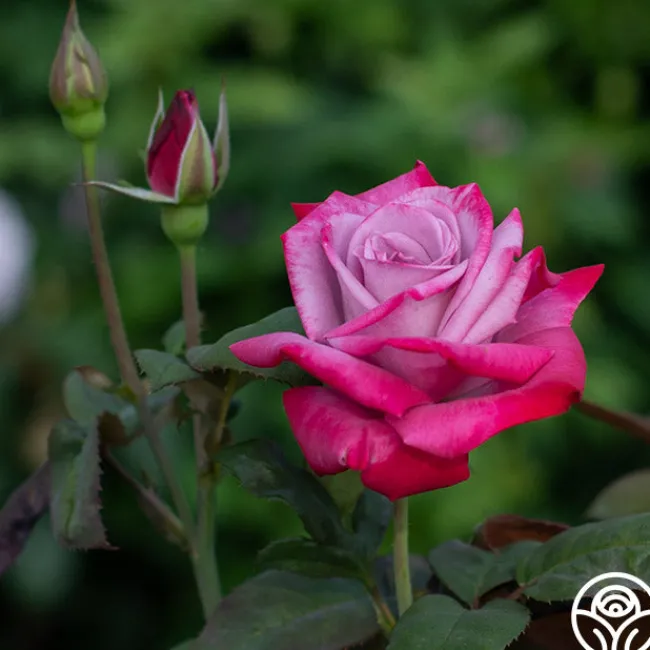 Paradise™>Heirloom Roses New