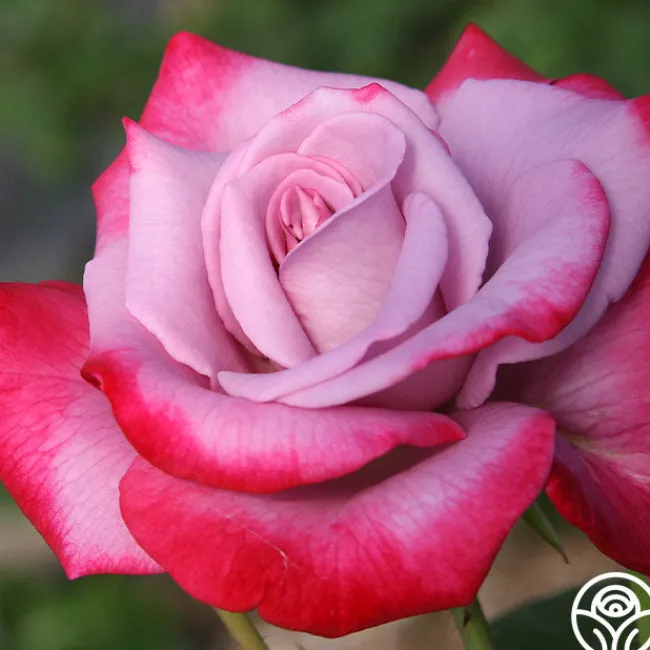 Paradise™>Heirloom Roses New
