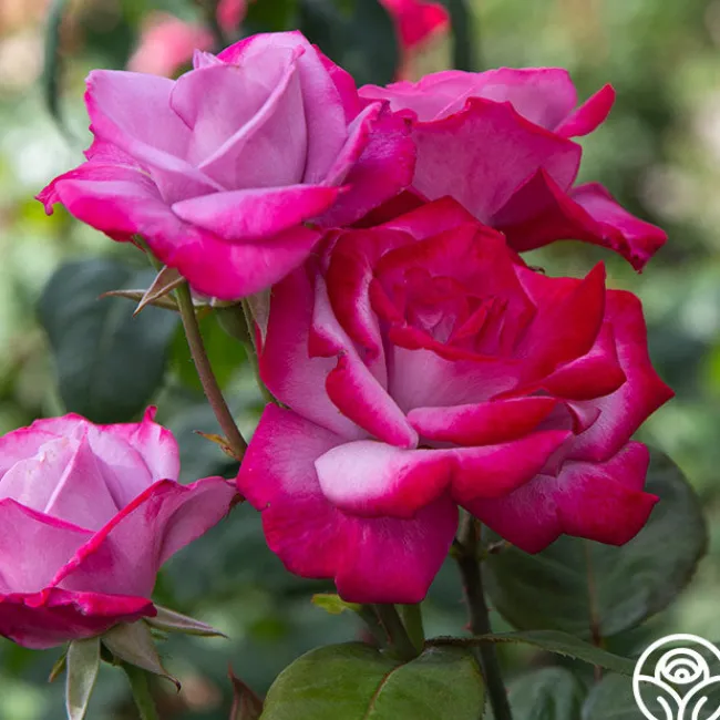 Paradise™>Heirloom Roses New