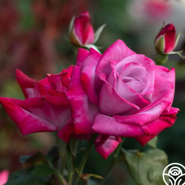 Paradise™>Heirloom Roses New