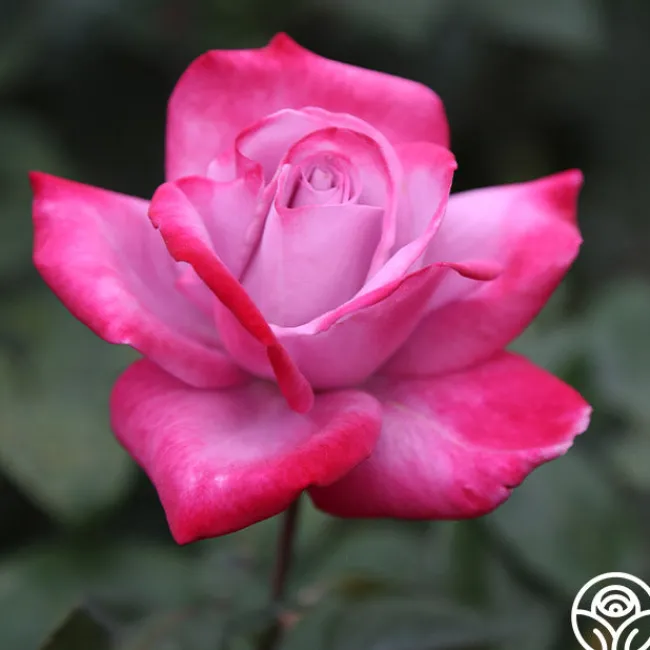 Paradise™>Heirloom Roses New