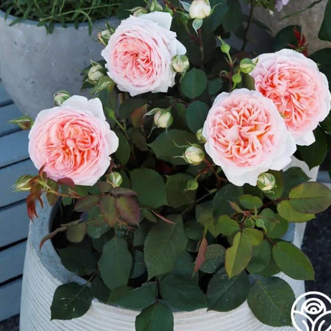 Parfuma® Bliss>Heirloom Roses Best