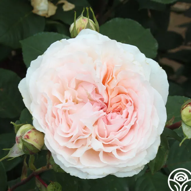Parfuma® Bliss>Heirloom Roses Best