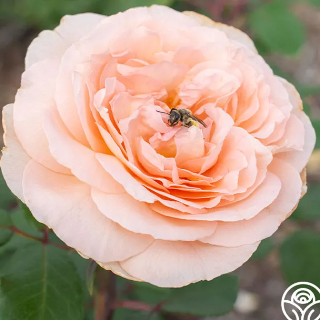 Parfuma® Bliss>Heirloom Roses Best