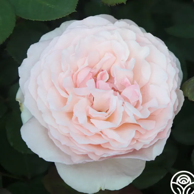 Parfuma® Bliss>Heirloom Roses Best