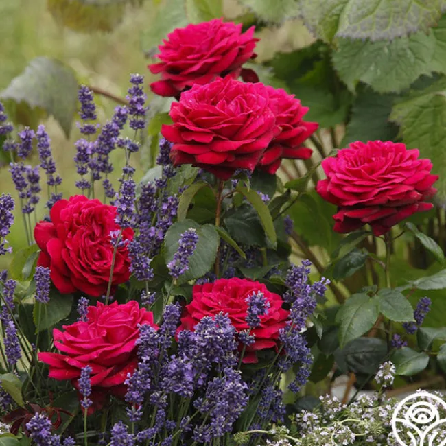 Parfuma® Dark Desire™>Heirloom Roses Sale