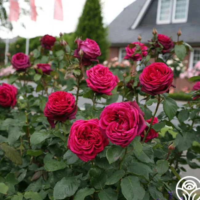 Parfuma® Dark Desire™>Heirloom Roses Sale