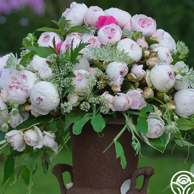 Parfuma® Earth Angel>Heirloom Roses Clearance