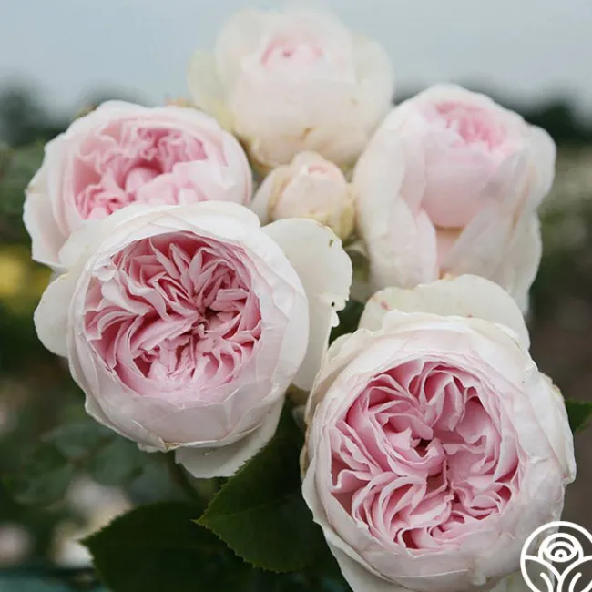 Parfuma® Earth Angel>Heirloom Roses Clearance