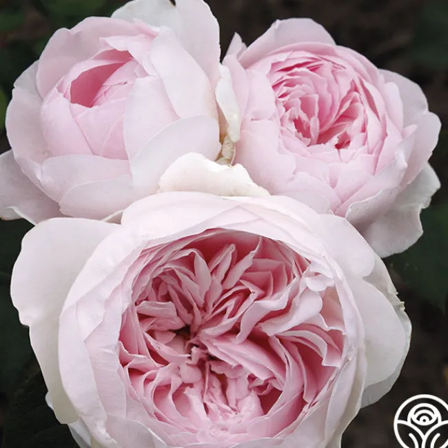 Parfuma® Earth Angel>Heirloom Roses Clearance