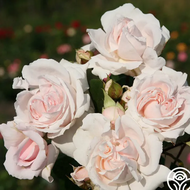 Parfuma® First Crush™>Heirloom Roses Outlet