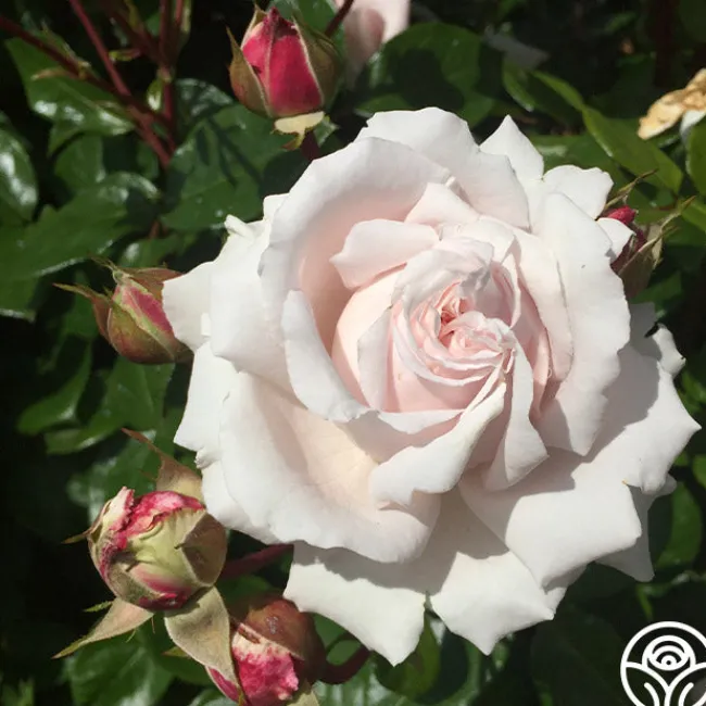 Parfuma® First Crush™>Heirloom Roses Outlet