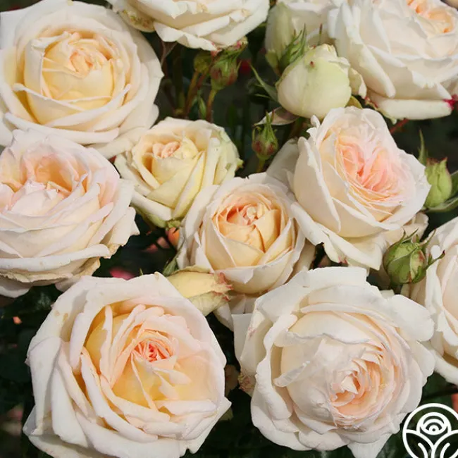 Parfuma® Madame Anisette™>Heirloom Roses Hot