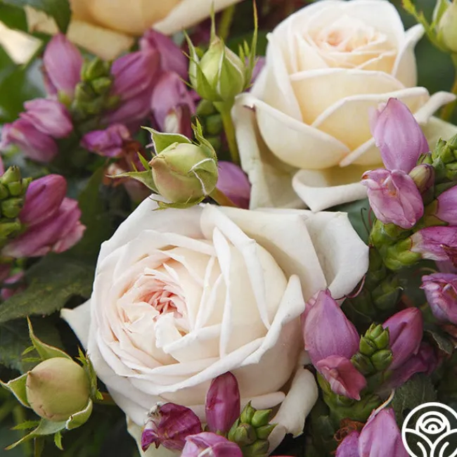 Parfuma® Madame Anisette™>Heirloom Roses Hot