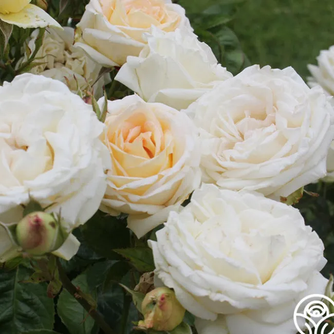 Parfuma® Madame Anisette™>Heirloom Roses Hot