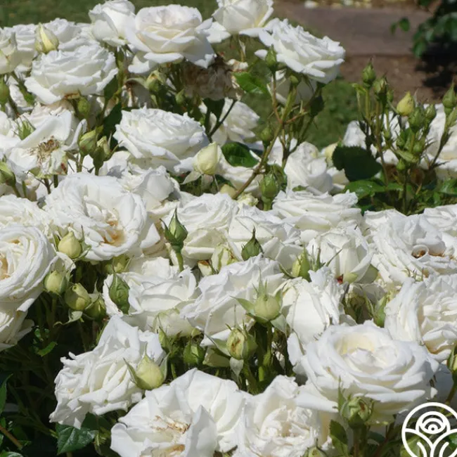 Parfuma® Madame Anisette™>Heirloom Roses Hot