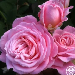 Parfuma® Summer Romance>Heirloom Roses Outlet