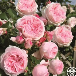 Parfuma® Summer Romance><noscript><img width=