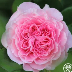 Parfuma® Summer Romance><noscript><img width=