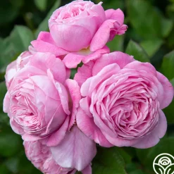 Parfuma® Summer Romance><noscript><img width=