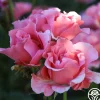 Paris de Yves St. Laurent™>Heirloom Roses Discount
