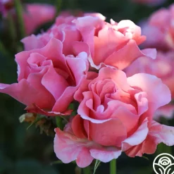 Paris de Yves St. Laurent™>Heirloom Roses Discount