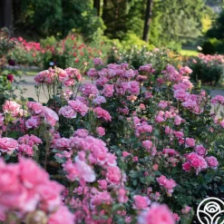 Paris de Yves St. Laurent™>Heirloom Roses Discount