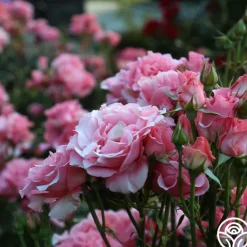 Paris de Yves St. Laurent™><noscript><img width=