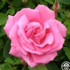 Park Wilhelmshohe>Heirloom Roses Sale