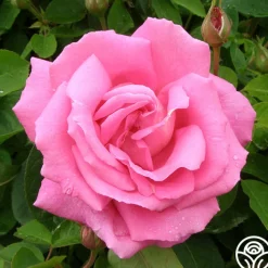 Park Wilhelmshohe>Heirloom Roses Sale
