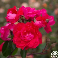 Party Hardy™>Heirloom Roses Online