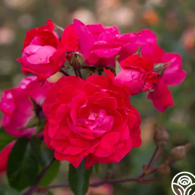 Party Hardy™>Heirloom Roses Online