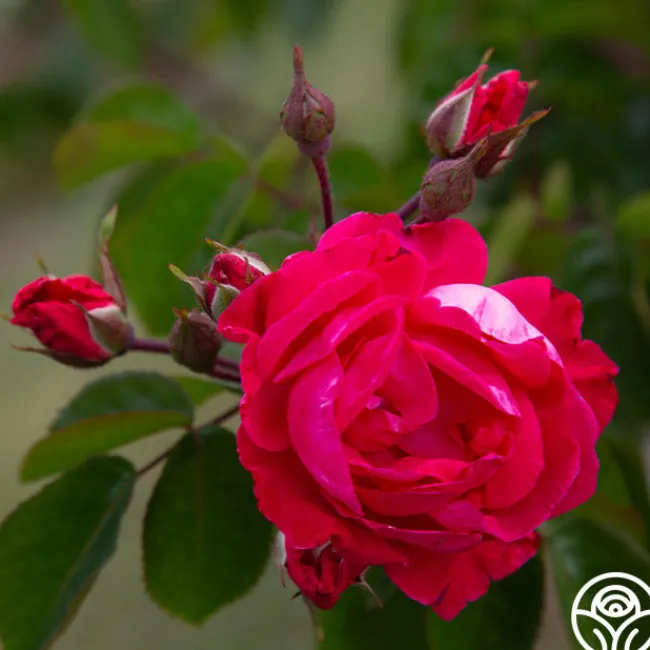 Party Hardy™>Heirloom Roses Online