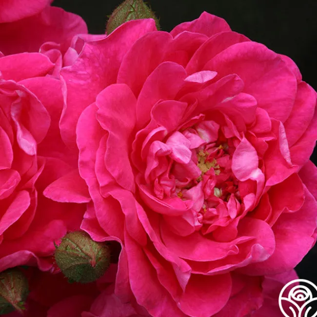Party Hardy™>Heirloom Roses Online