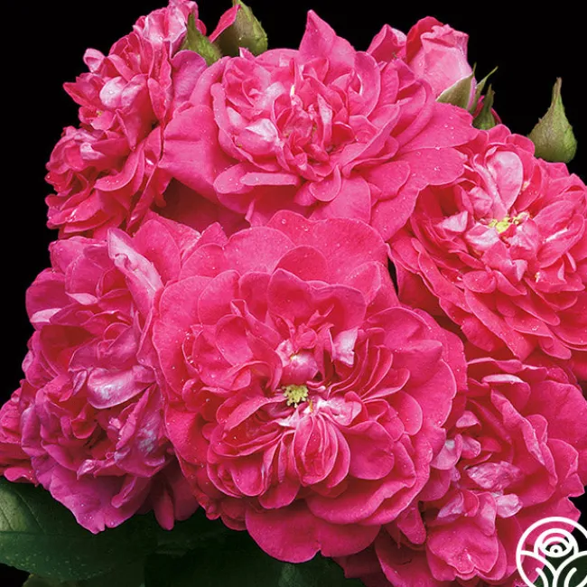 Party Hardy™>Heirloom Roses Online