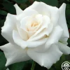 Pascali®>Heirloom Roses Discount