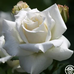 Pascali®>Heirloom Roses Discount
