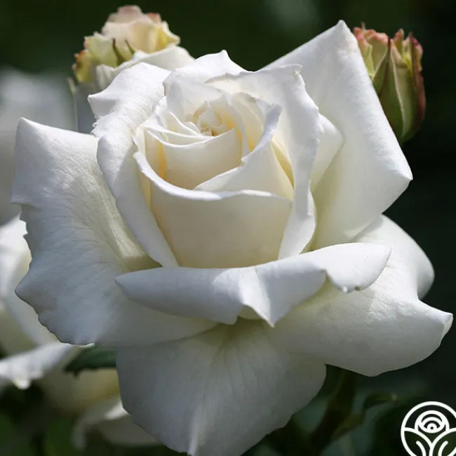 Pascali®>Heirloom Roses Discount