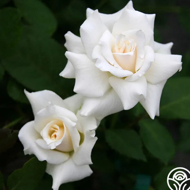 Pascali®>Heirloom Roses Discount