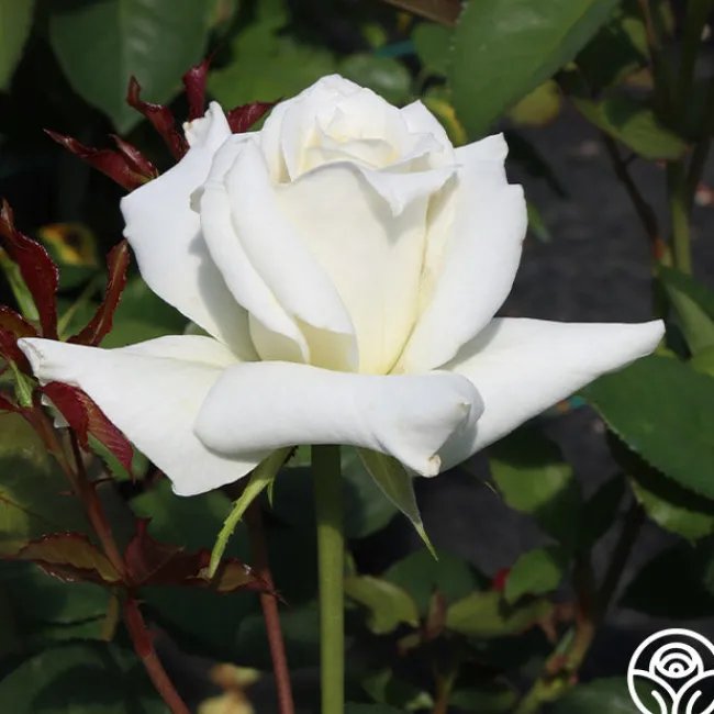 Pascali®>Heirloom Roses Discount