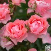 Passionate Kisses®>Heirloom Roses Clearance
