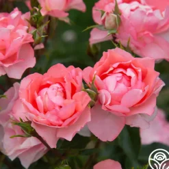 Passionate Kisses®>Heirloom Roses Clearance