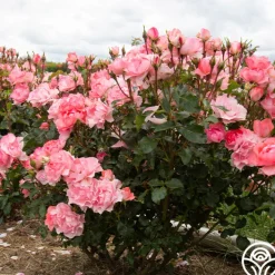 Passionate Kisses®>Heirloom Roses Clearance
